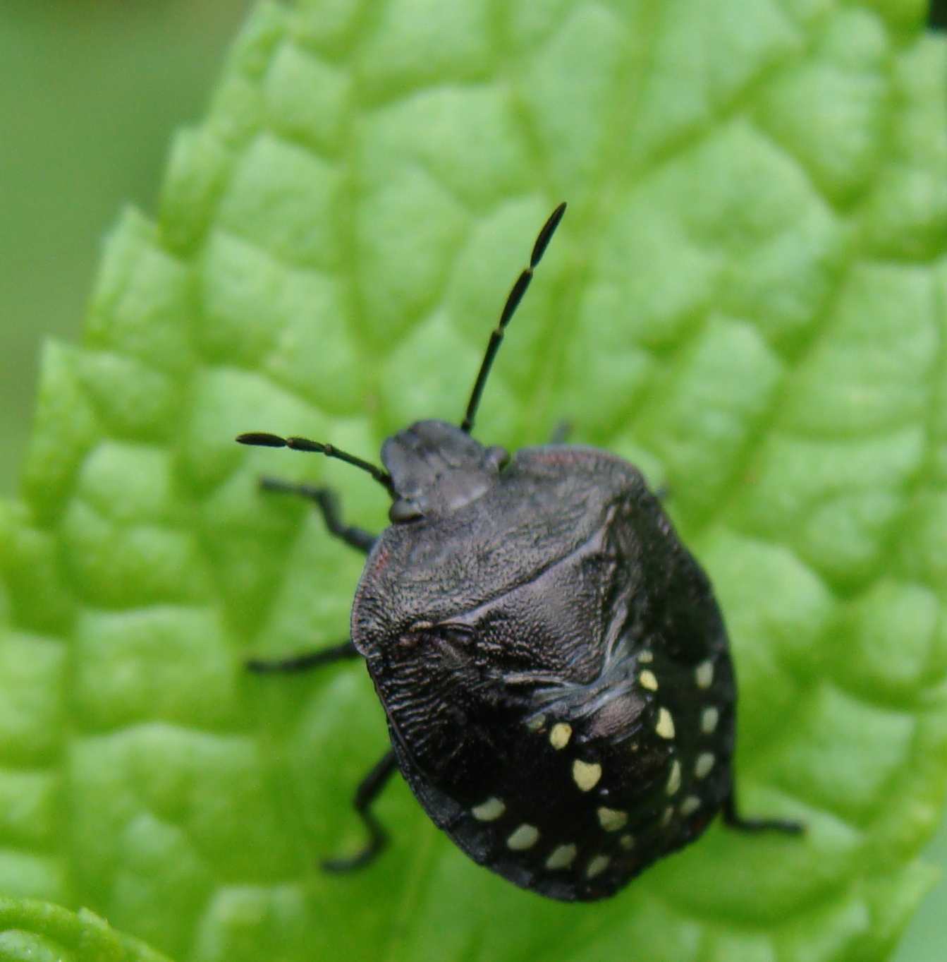 Nazera? No: Nezara viridula, ninfa